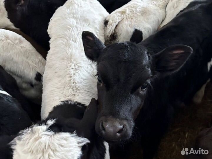 Бычки на откорм