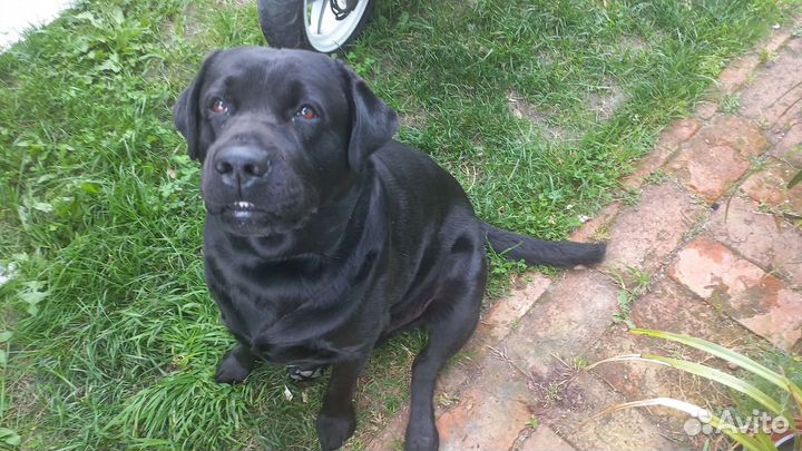 Вязка лабрадор