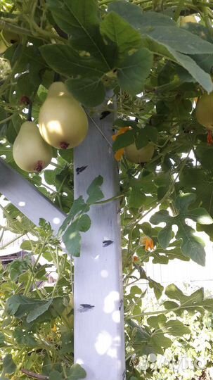 Семена декоративной груши лианы