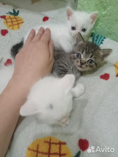 Отдам котенка в добрые руки