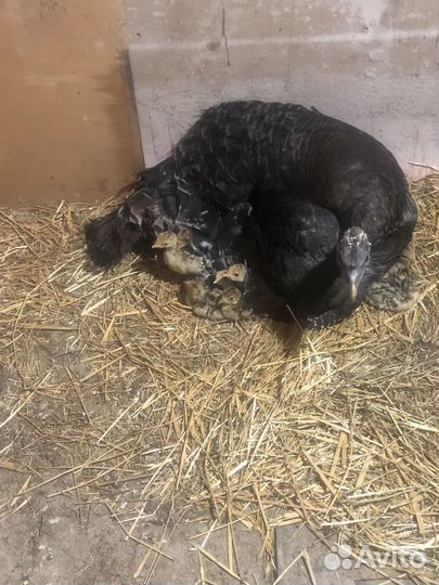 Индюшата домашние