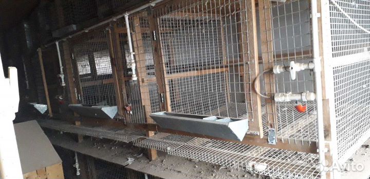 Оборудование для птиц