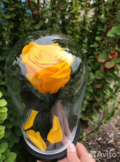 Роза в колбе (арт. 0069)