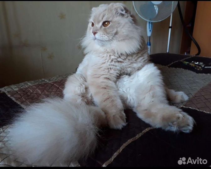 Стрижка кошек выезд на дом, грумер