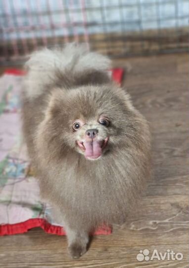 Немецкий Шпиц вязка