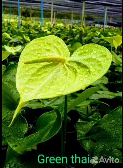 Антуриум Тайланд