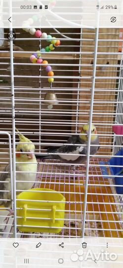 Корелла и неразлучники Фишеров пара с кле