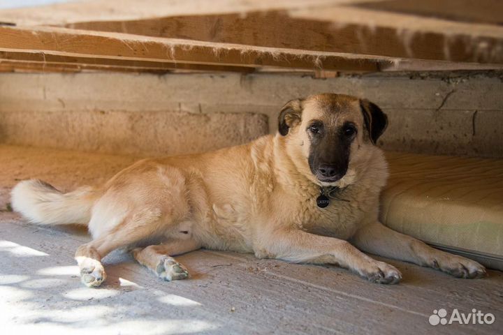 Собака в добрые руки