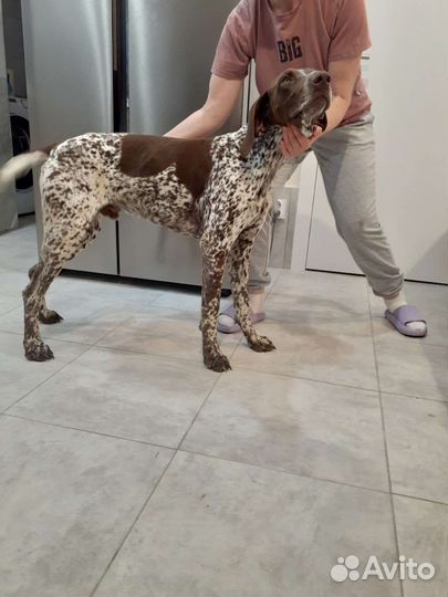 Курцхаар вязка