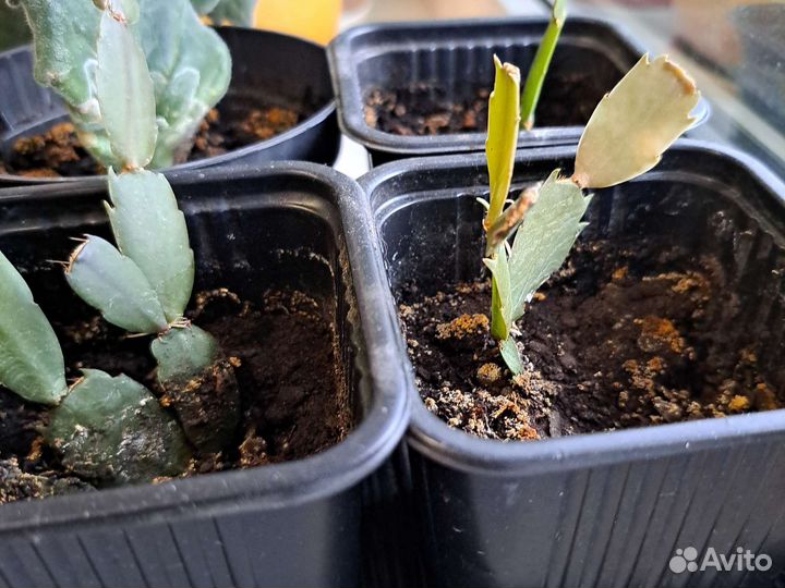 Декабрист шлюмбергера