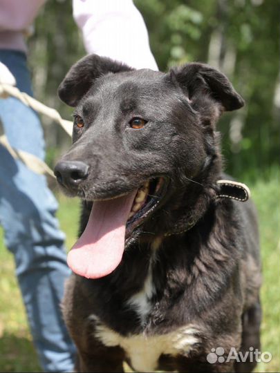 Перчику тяжело выживать в приюте