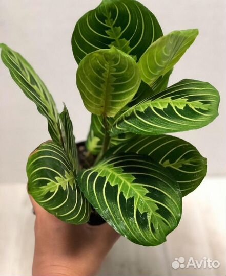 Комнатные растения цветы