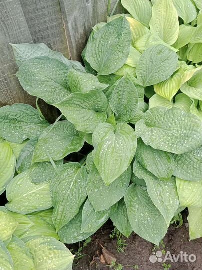 Хоста Обскура