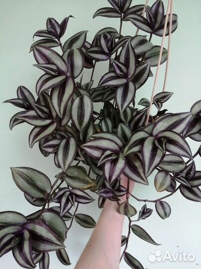 Хлорофитум, традесканция