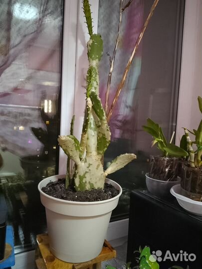 Кактус опунция