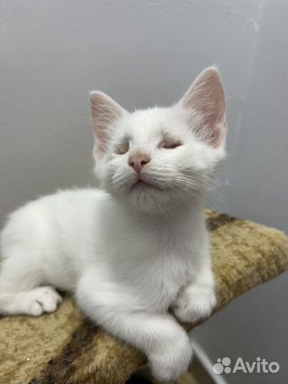 Особенный котенок мальчик