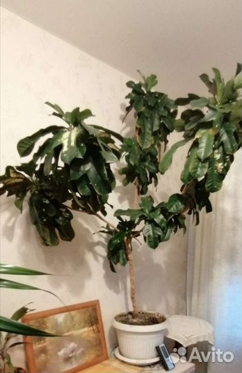 Комнатные цветы