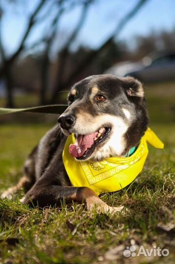 Просто дворняжка Теодор