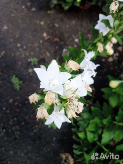 Платикадон