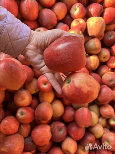 Яблоки оптом