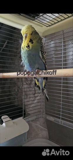 Ввп чехи на гнездо