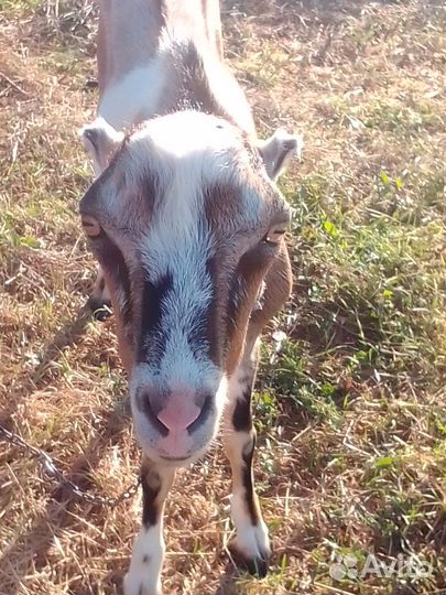 Козел ламанча