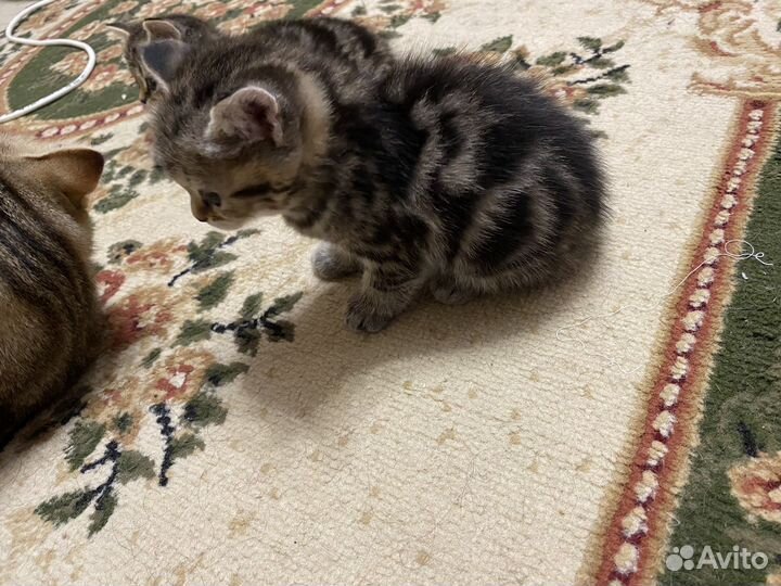 Шотландские вислоухие котята