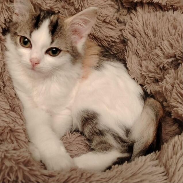 Котёнок в добрые руки