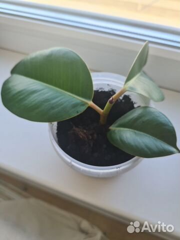 Фикус каучуконосный