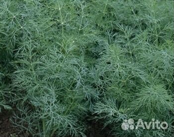 Укpоп aллигатор cемeна оптом