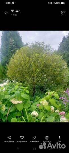 Ива шаровидная,укорененная в горшках