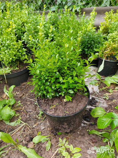 Саженцы самшита