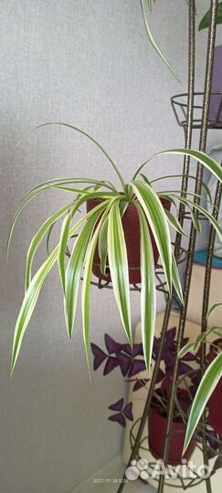 Сингониум, хлорофитум