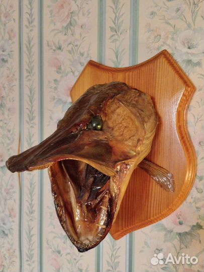 Продам чучело головы щуки весом 13кг