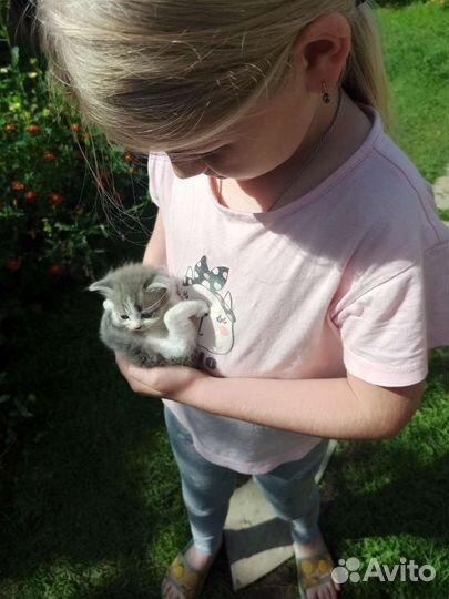 Котята в добрые руки бесплатно