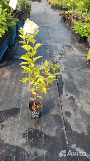 Гортензия метельчатая Полар Бир Медведь