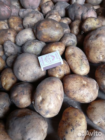 Продам картофель домашний