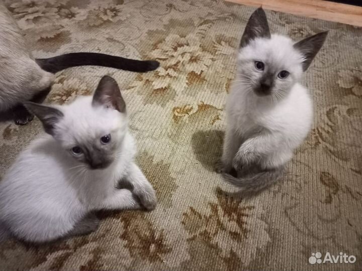 Котята 2 мальчика