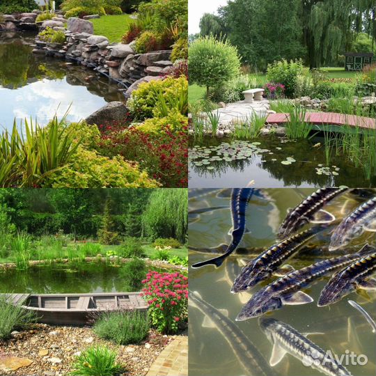 Кои для Вашего поруда