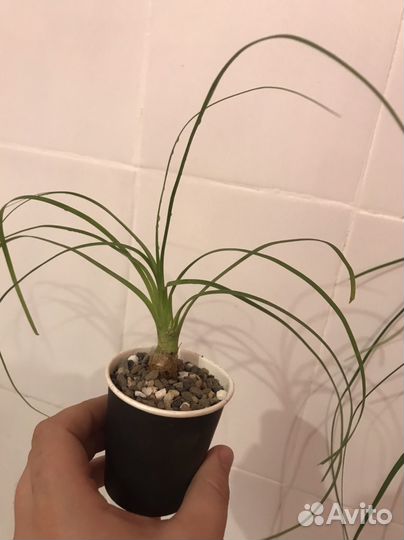 Бокарнея нолина, детки