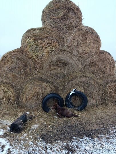 Продам сено в рулонах