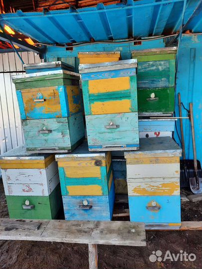 Пчело семья Улья Дадан 12 рамочные б/у в наличии