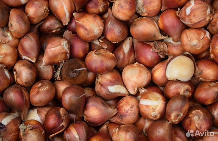 Луковицы тюльпанов опт