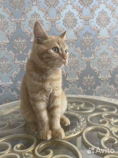 Кот Шотландец