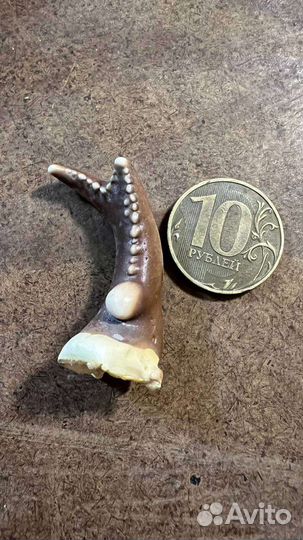 Уникальная аномалия. Клешня краба раздвоенная