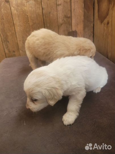 Собака в добрые руки отдам бесплатно