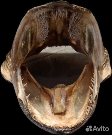 Рыба, чучело щуки