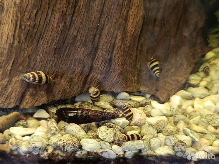 Улитка аквариумная - Хелена