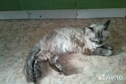 Зооняня, передержка животных, мед уход