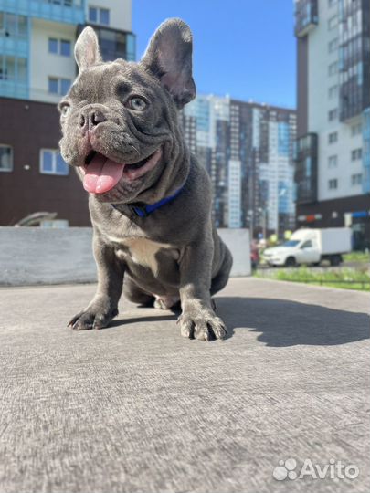 Французский бульдог лиловый
